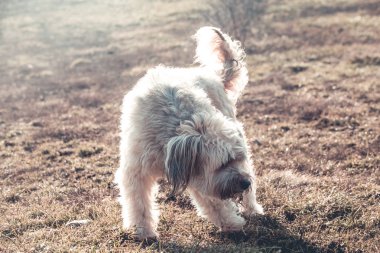 Bahçede oynayan mutlu tüylü köpek