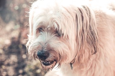 Bahçede oynayan mutlu tüylü köpek