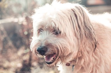 Bahçede oynayan mutlu tüylü köpek