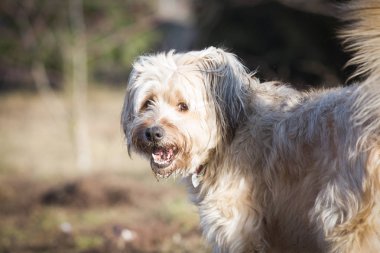Bahçede oynayan mutlu tüylü köpek