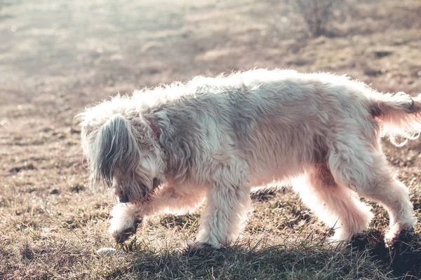 幸せのふわふわした犬が庭で遊んで — ストック写真