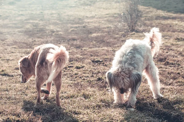 Joyeux Chien Moelleux Jouant Dans Jardin — Photo