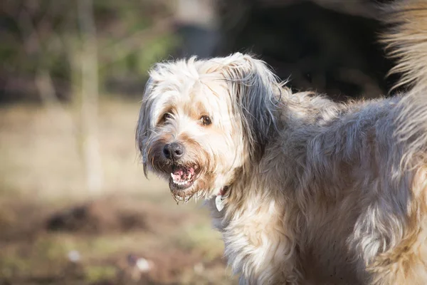 Bahçede oynayan mutlu tüylü köpek
