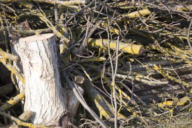 Ağaçlar ve çalılar bahar temizliği, Kuru erik