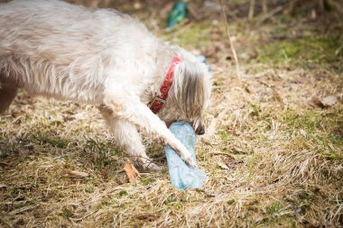 Plastik şişe ile oynayan köpek plastik kirliliği