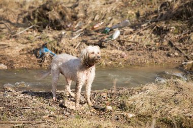 Plastik şişe ile oynayan köpek plastik kirliliği