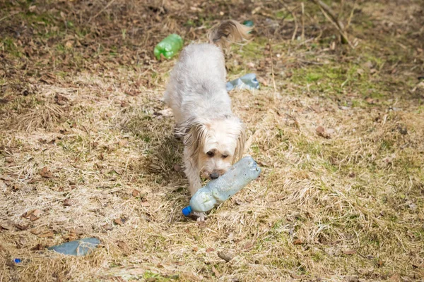 ペットボトルで遊ぶ犬プラスチックによる汚染 — ストック写真