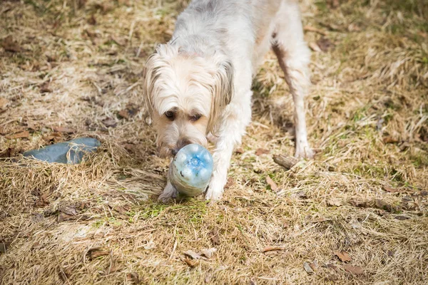 Jeu Chien Avec Des Bouteilles Plastique Pollution Plastique — Photo