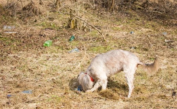 ペットボトルで遊ぶ犬プラスチックによる汚染 — ストック写真