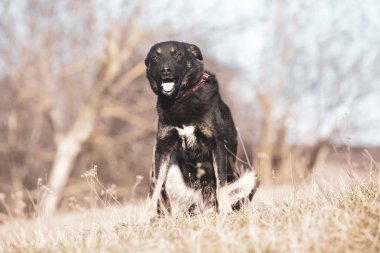 Mutlu siyah köpek evlat edinmek, evlat edinmek Dükkanı yok 