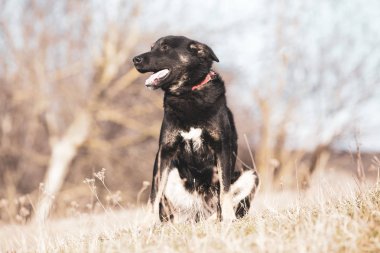 Mutlu siyah köpek evlat edinmek, evlat edinmek Dükkanı yok 