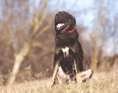 Mutlu siyah köpek evlat edinmek, evlat edinmek Dükkanı yok 