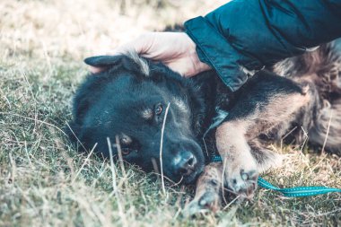 Mutlu siyah köpek evlat edinmek, evlat edinmek Dükkanı yok 
