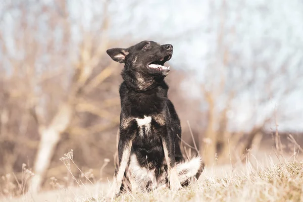Happy Heeft Zwarte Hond Nemen Geen Winkel — Stockfoto