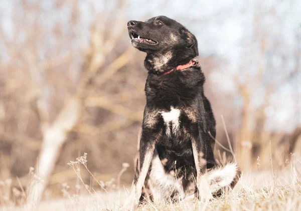 Mutlu siyah köpek evlat edinmek, evlat edinmek Dükkanı yok 