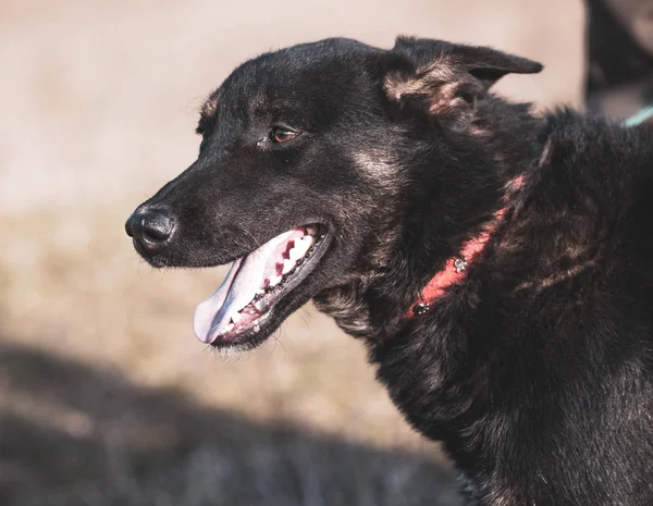 Perro Negro Adoptado Feliz Adopte Don Shop — Foto de Stock