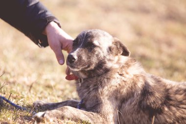 Mutlu kabul edilen sokak köpeği  