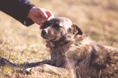 Mutlu kabul edilen sokak köpeği  