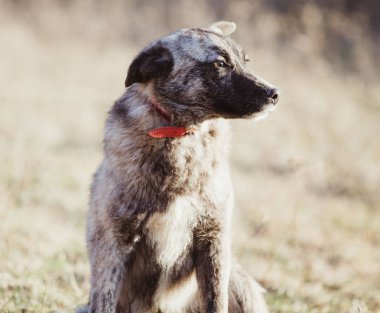 Mutlu kabul edilen sokak köpeği  