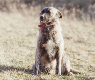 Mutlu kabul edilen sokak köpeği  