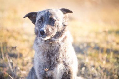 Mutlu kabul edilen sokak köpeği  