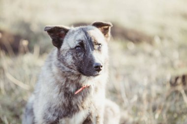 Mutlu kabul edilen sokak köpeği  