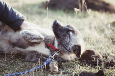 Mutlu kabul edilen sokak köpeği  