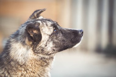 Mutlu kabul edilen sokak köpeği  