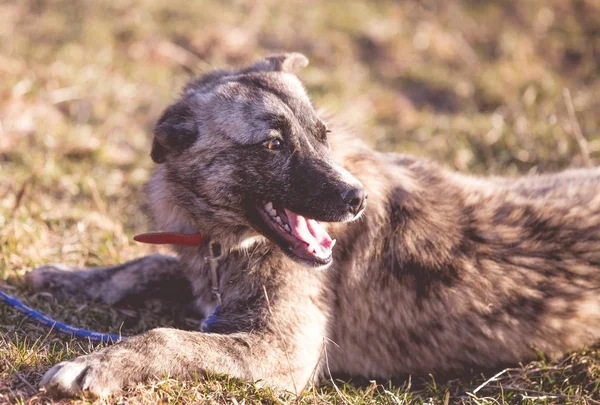 Happy adopted stray dog