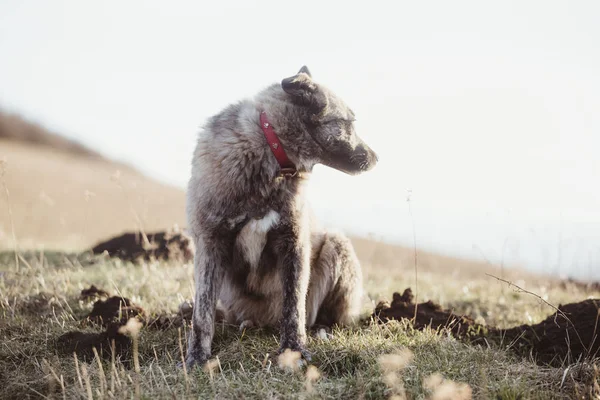 Happy Aangenomen Zwerfhond — Stockfoto