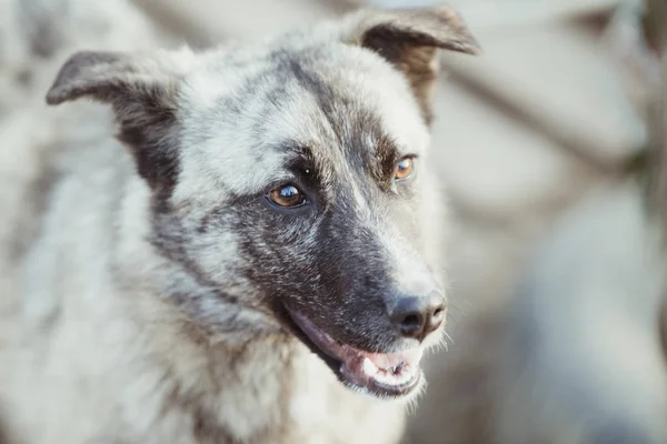 Happy adopted stray dog