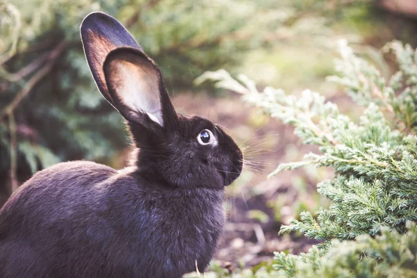 Black Easter Rabbit Garden — Stock Photo, Image