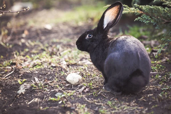 Black Easter Rabbit Garden — Stock Photo, Image