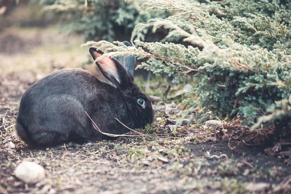 Black Easter Rabbit Garden — Stock Photo, Image