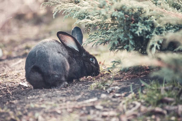 花园里的黑色复活节兔子 — 图库照片