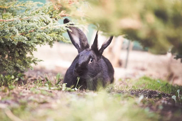 Black Easter Rabbit Garden — Stock Photo, Image