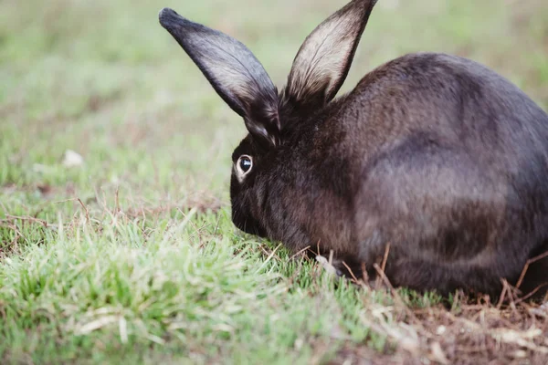 花园里的黑色复活节兔子 — 图库照片