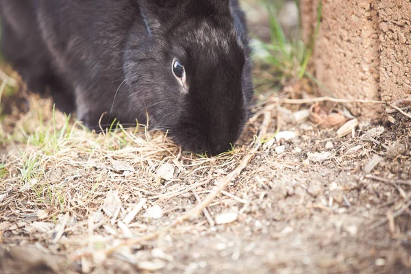 Bahçede Siyah Paskalya Tavşan — Stok fotoğraf