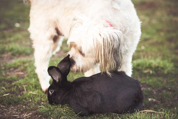 Черно Пасхальный Кролик Саду — стоковое фото