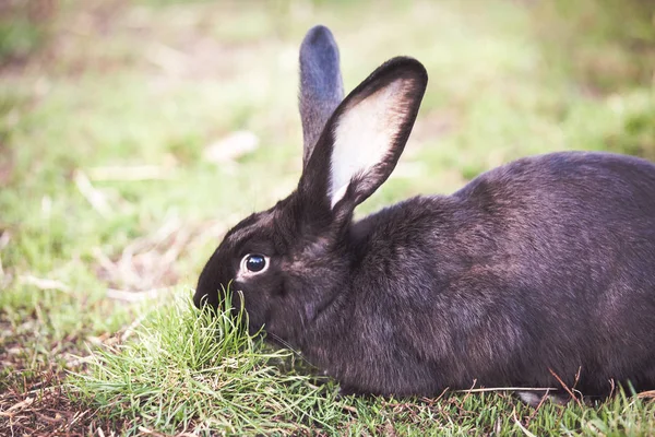 Bahçede Siyah Paskalya Tavşan — Stok fotoğraf