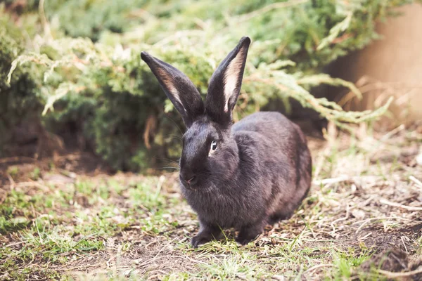 Black Easter Rabbit Garden — Stock Photo, Image