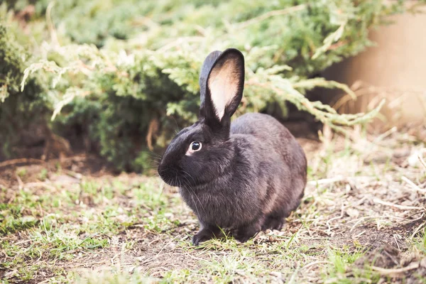 Black Easter Rabbit Garden — Stock Photo, Image