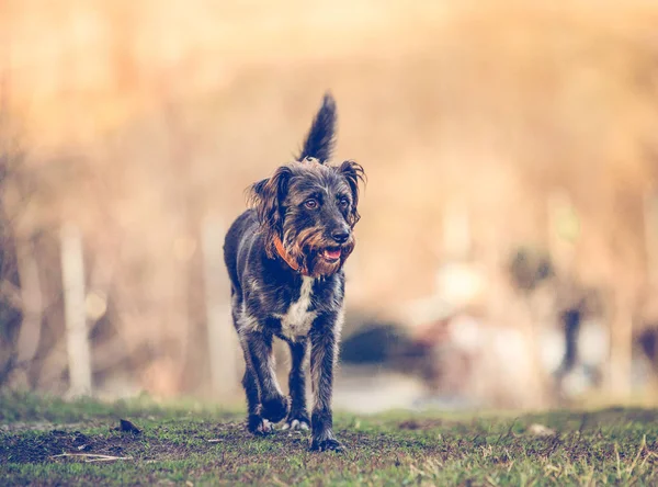 Boldog Elfogadott Kutya Játszott Kertben — Stock Fotó