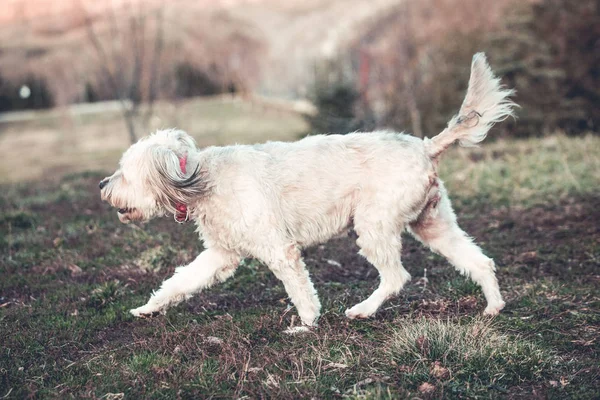 犬は庭で遊んでハッピーを採用 — ストック写真