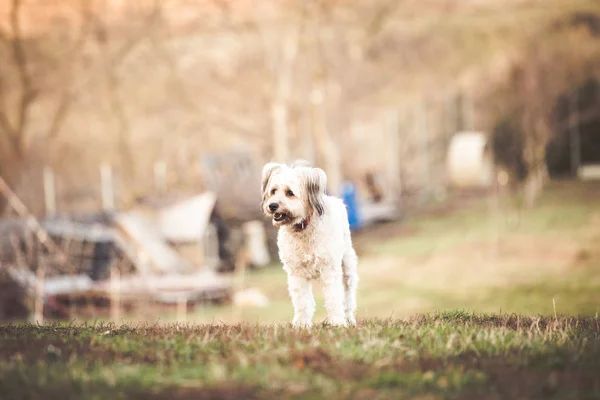 Happy Aangenomen Hond Spelen Tuin — Stockfoto
