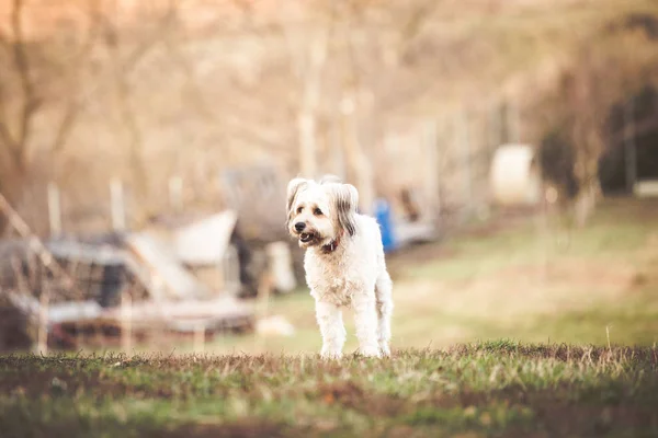 Köpek Bahçede Oynarken Mutlu Kabul — Stok fotoğraf