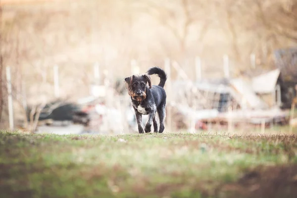 Joyeux Chien Adopté Jouant Dans Jardin — Photo