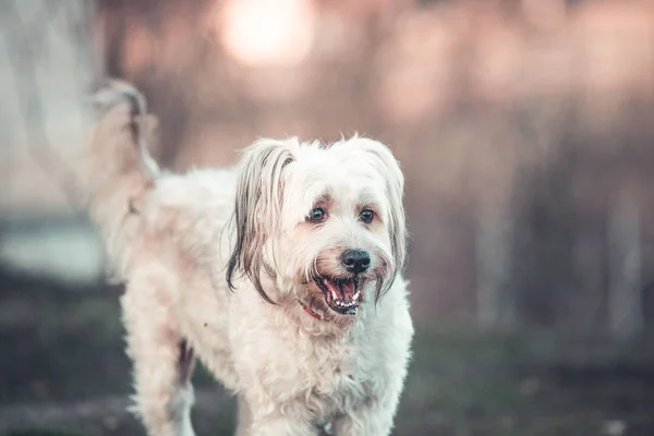 犬は庭で遊んでハッピーを採用 — ストック写真