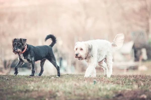 犬は庭で遊んでハッピーを採用 — ストック写真