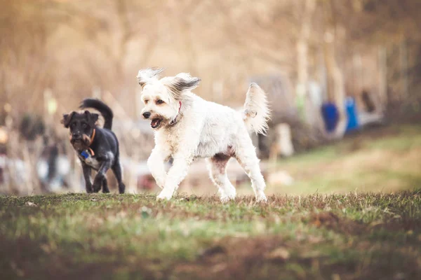 犬は庭で遊んでハッピーを採用 — ストック写真